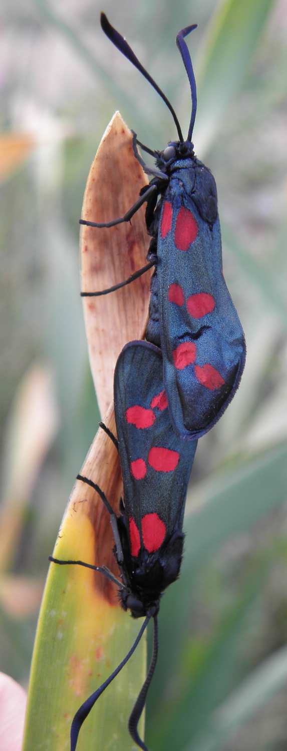 Zygaena dalla Sicilia